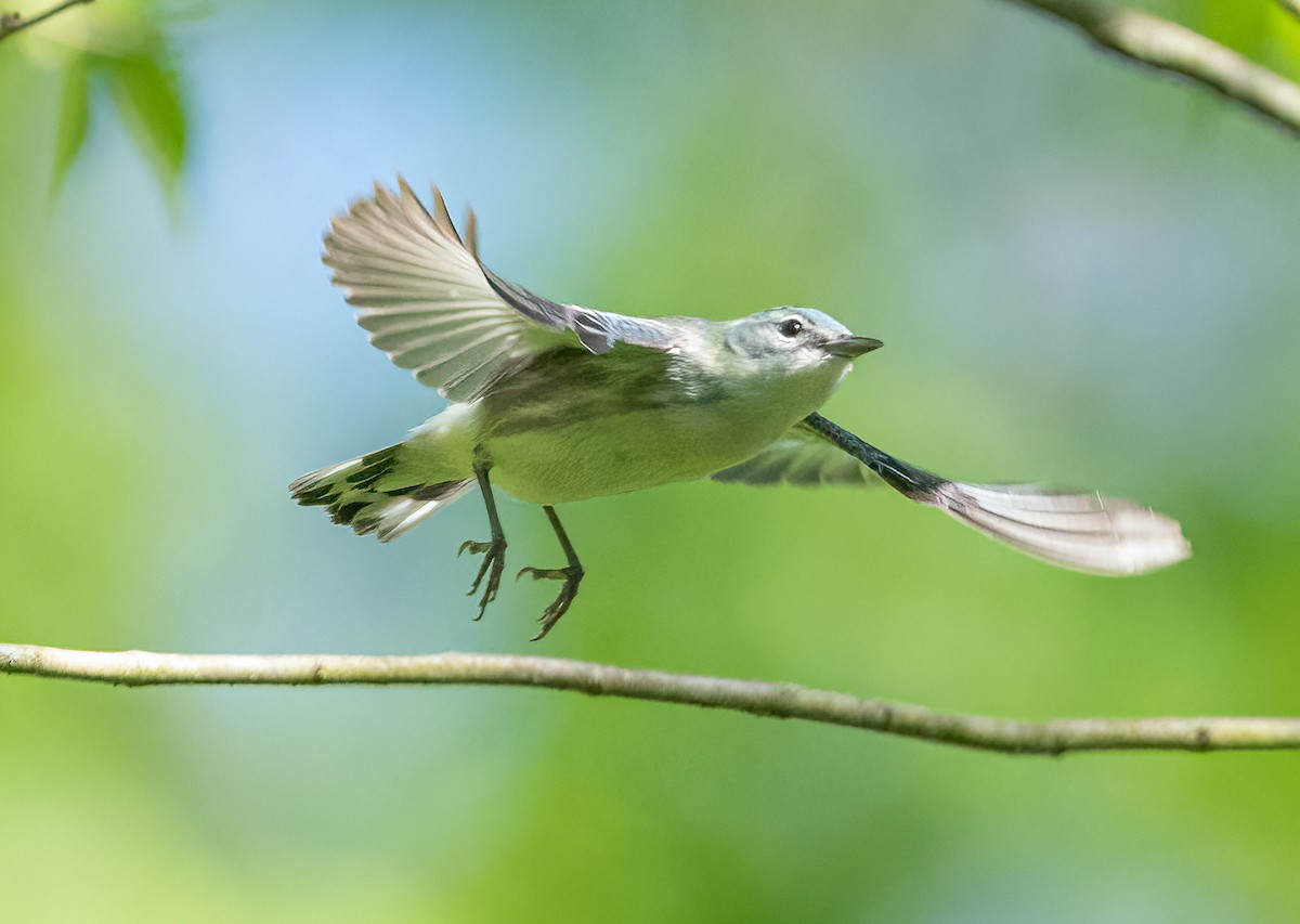 Cerulean Warbler - David Poder