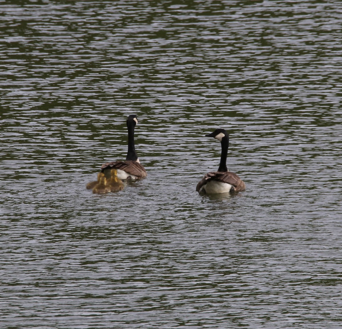 Canada Goose - ML451979431