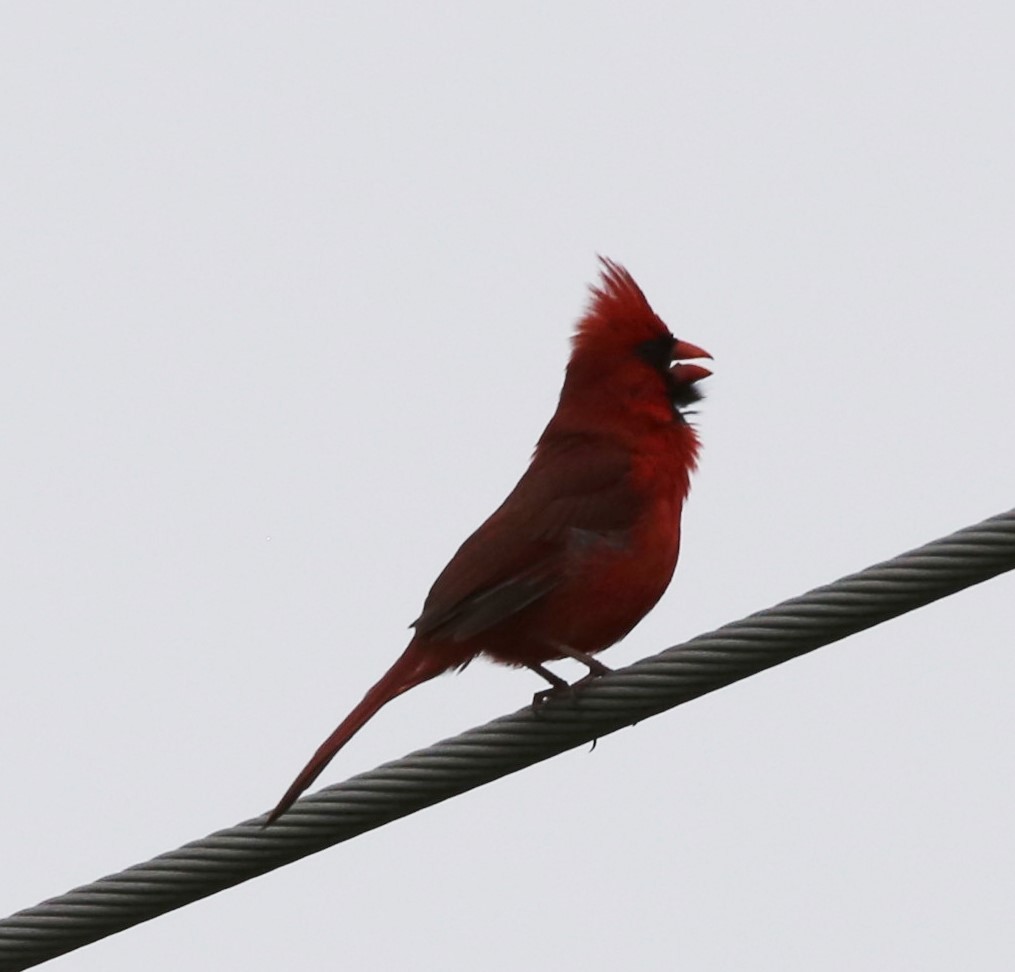 Cardinal rouge - ML451981231