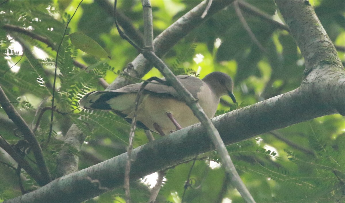 White-tipped Dove - ML451981601