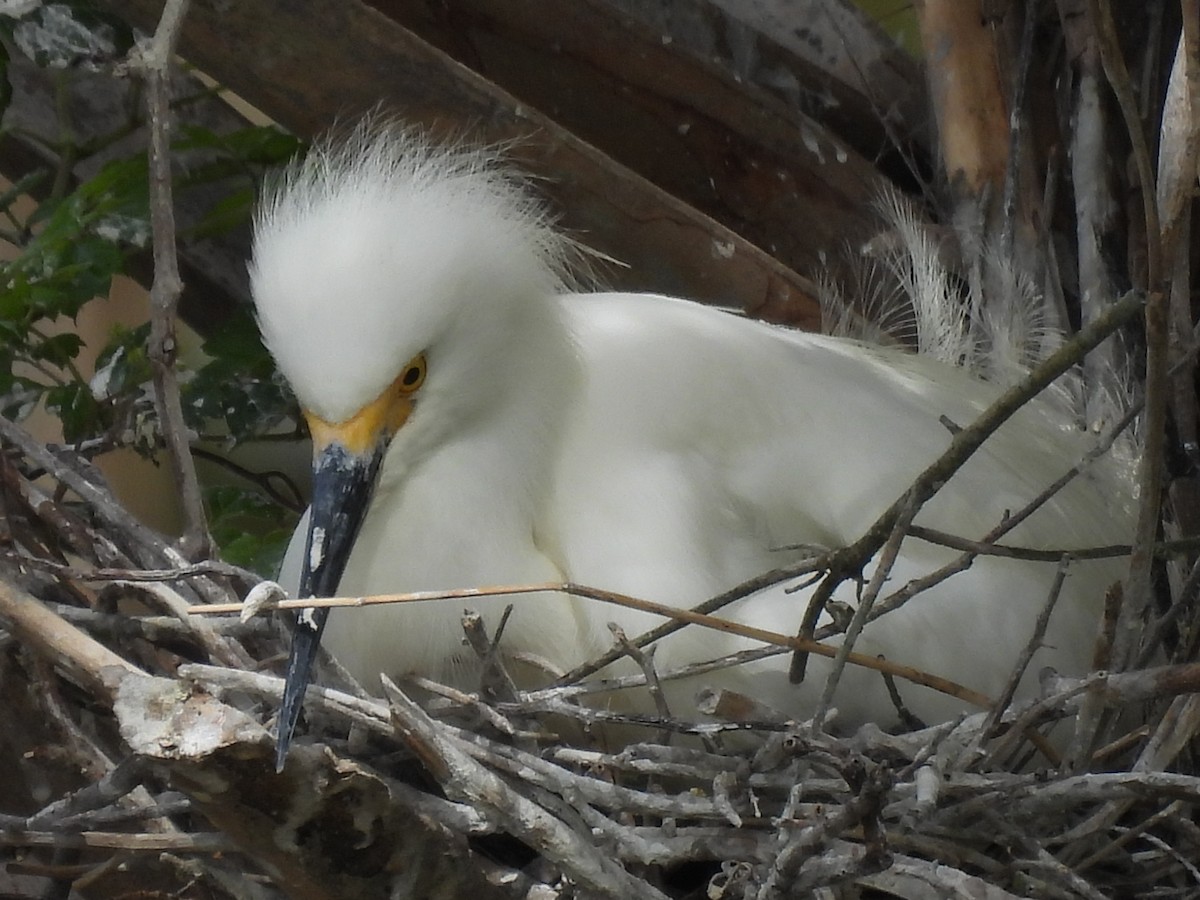 Snowy Egret - ML451982661