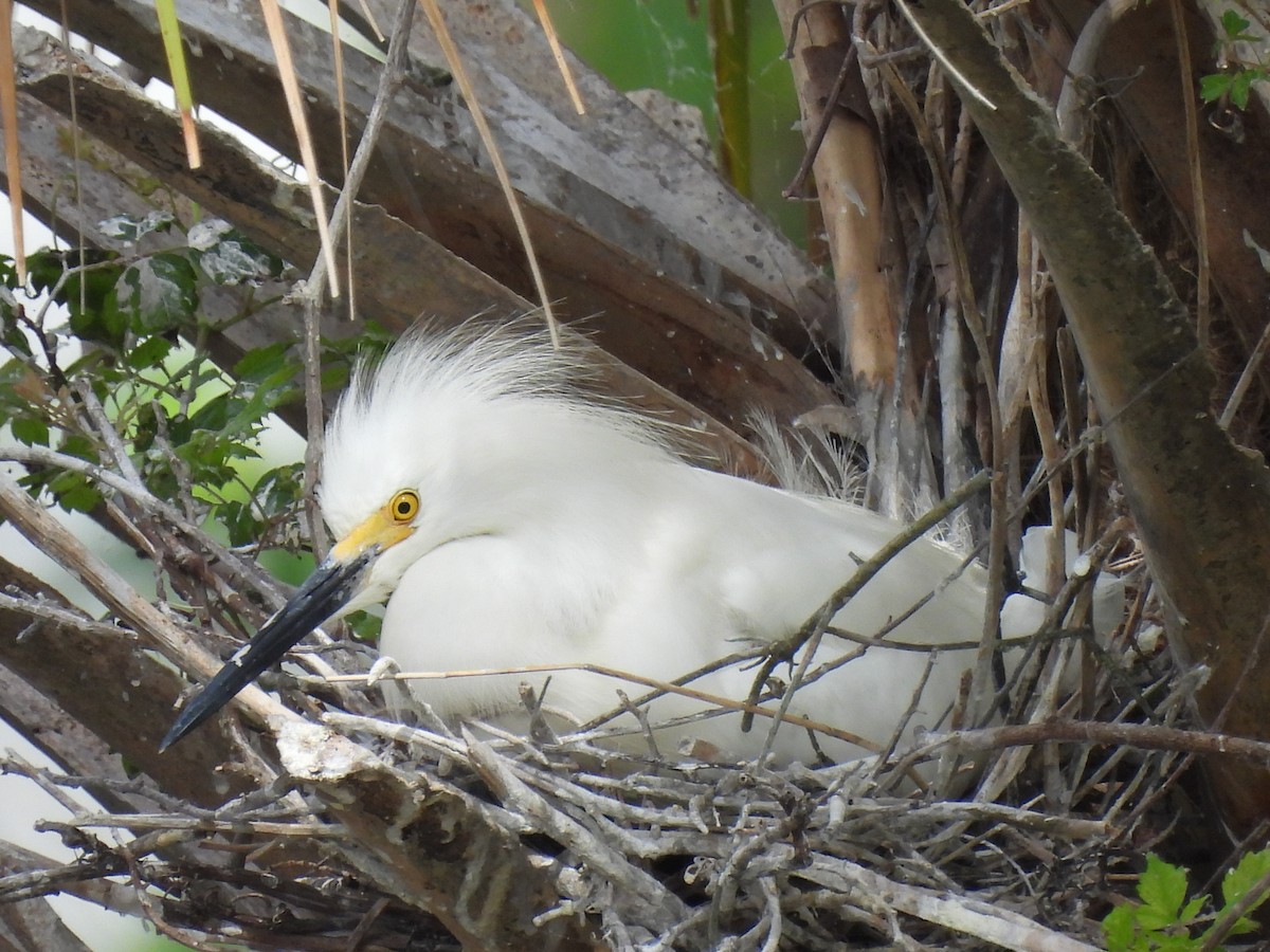 Snowy Egret - ML451982671