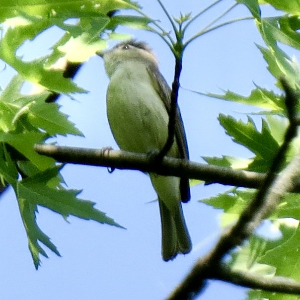 Warbling Vireo - ML451982941