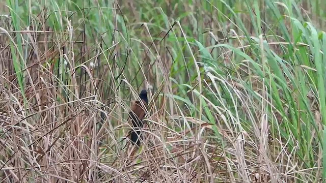 Coucal rufin - ML451988711