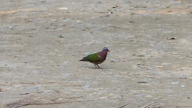 holub zelenokřídlý - ML451990451