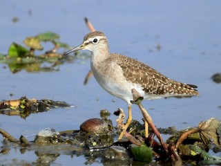 Nonbreeding adult - Wood Sandpiper