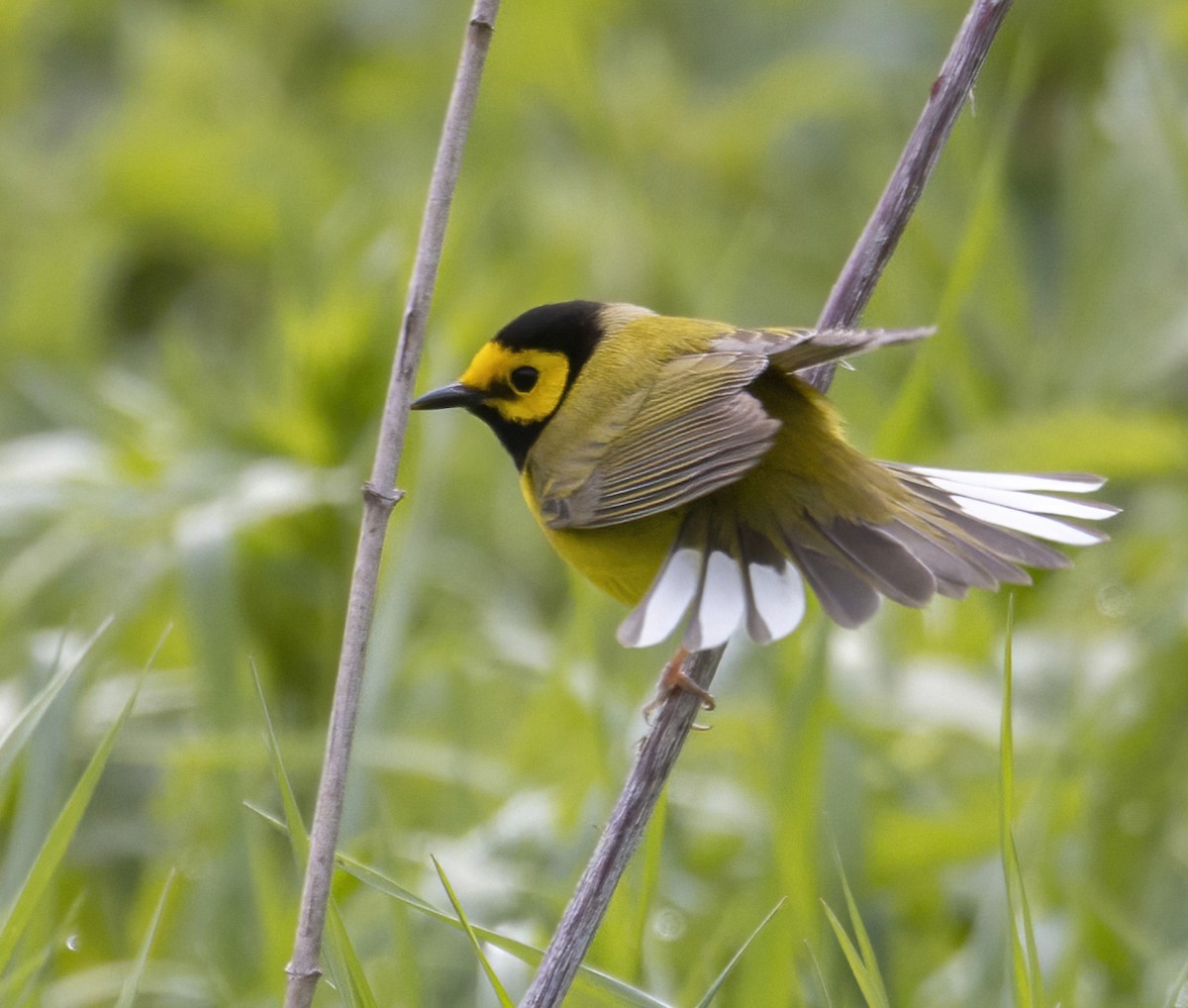 Hooded Warbler - Terry Sohl