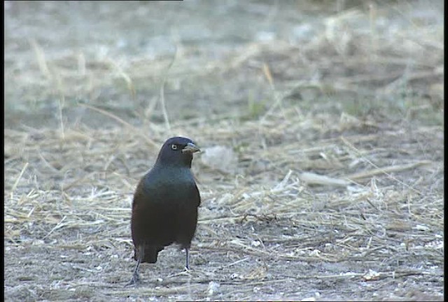 Zanate Común - ML451991