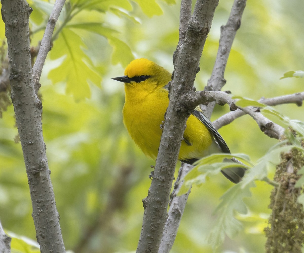 Blue-winged Warbler - Terry Sohl