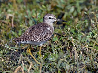 Adult - Wood Sandpiper