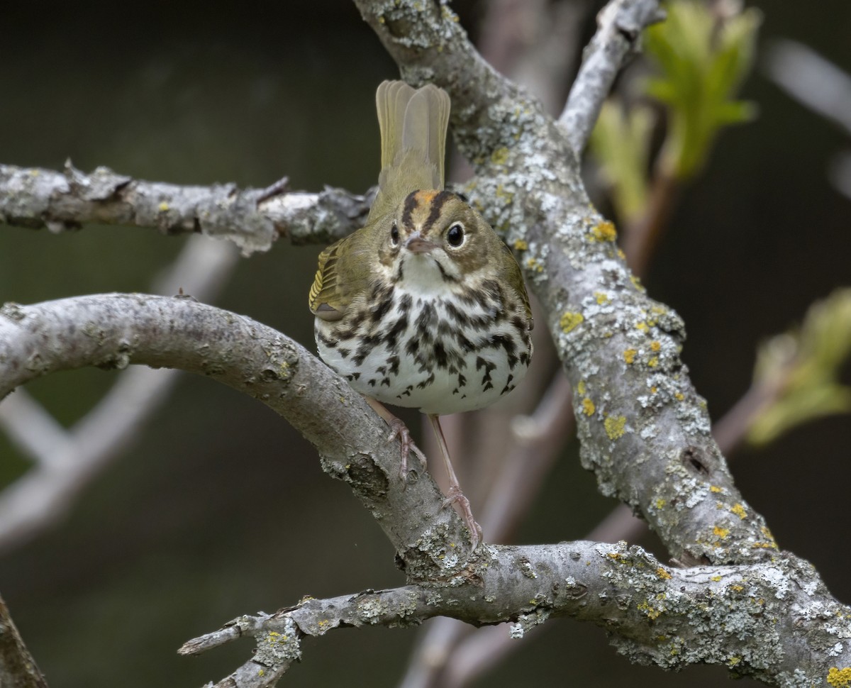 Ovenbird - Terry Sohl