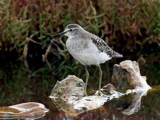 Nonbreeding adult - Wood Sandpiper