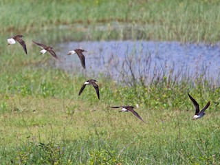  - Wood Sandpiper