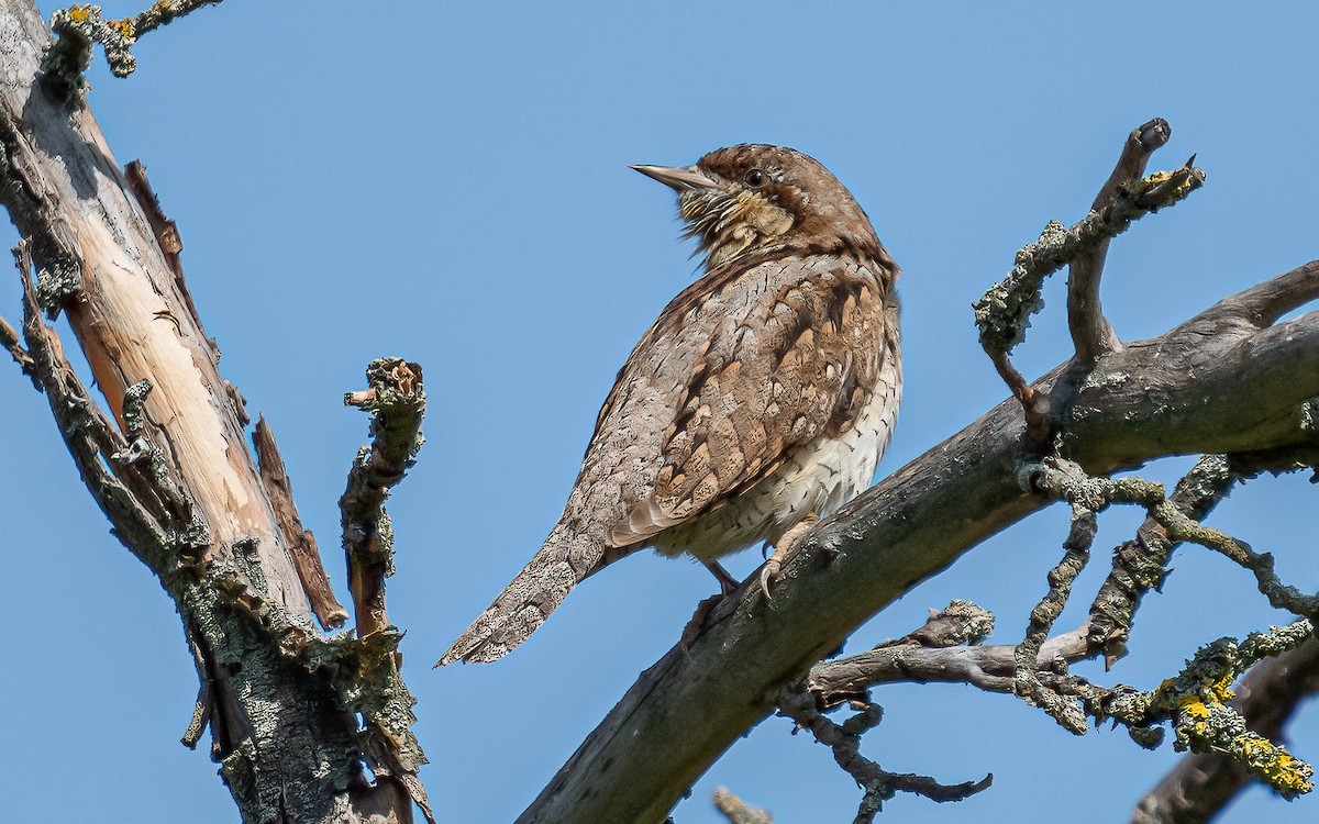 Eurasian Wryneck - ML451991311