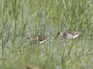  - Wood Sandpiper