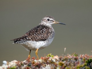 Breeding adult - Wood Sandpiper