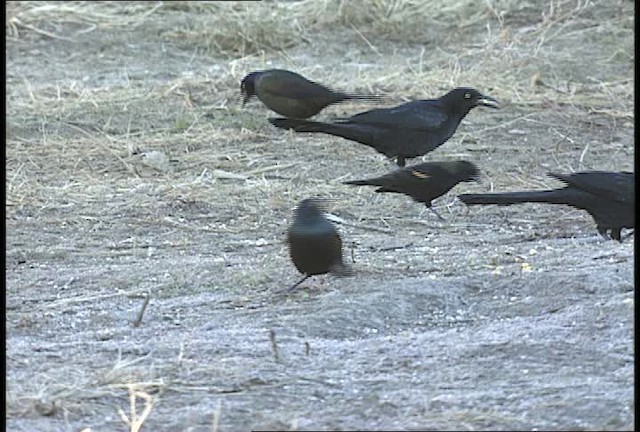 Common Grackle - ML451992