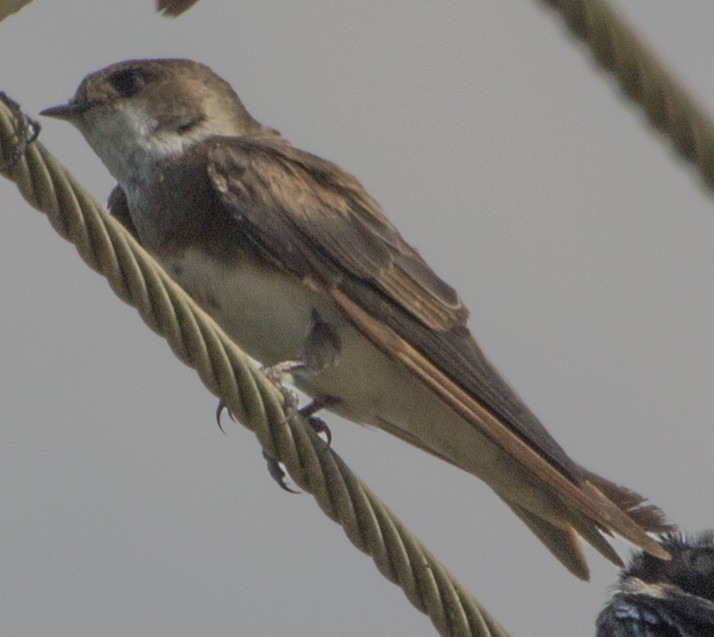 Bank Swallow/Pale Martin - hari kumar