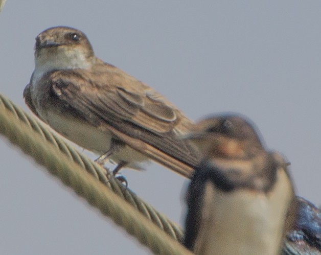 Bank Swallow/Pale Martin - ML45199321