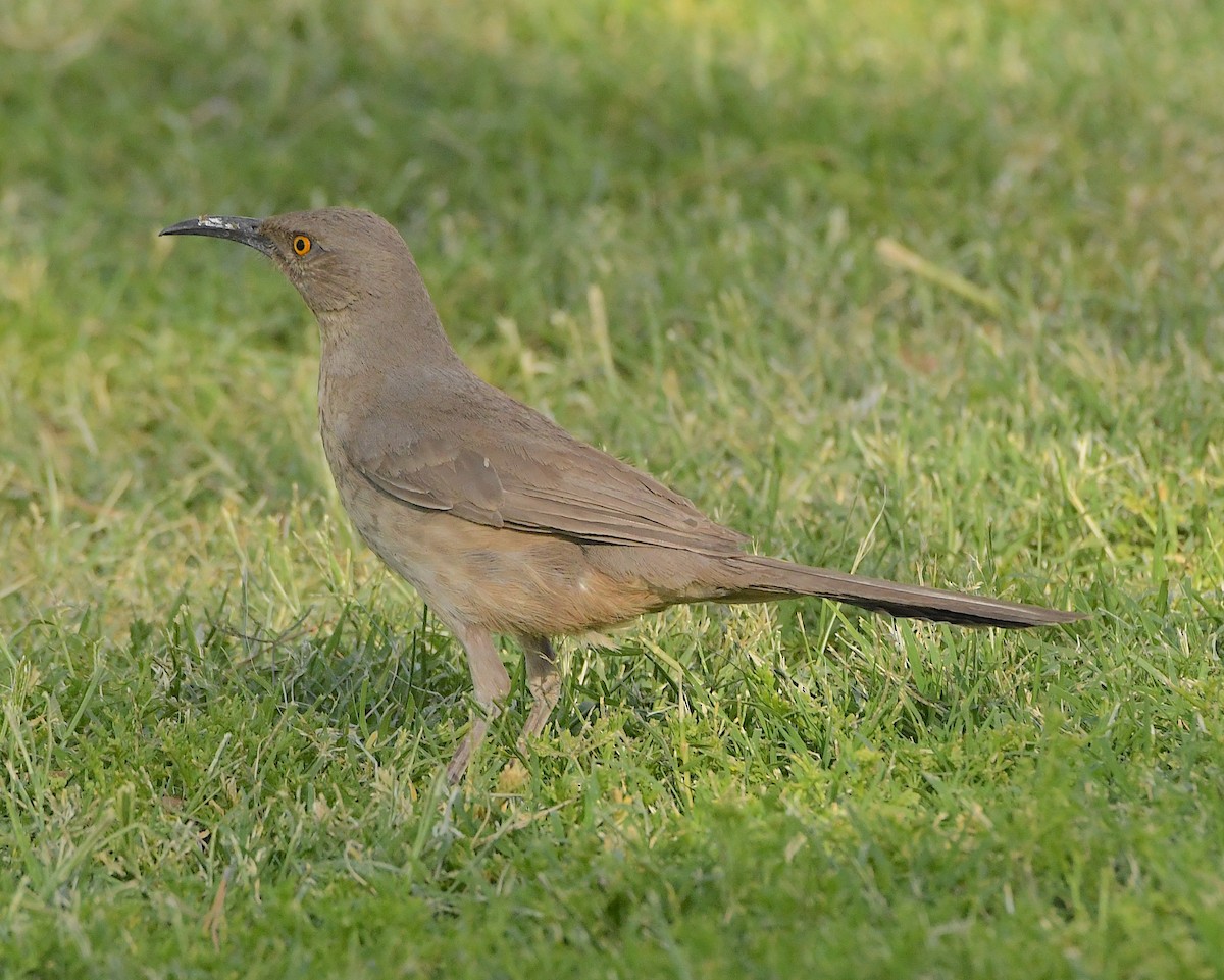 Curve-billed Thrasher - Ted Wolff