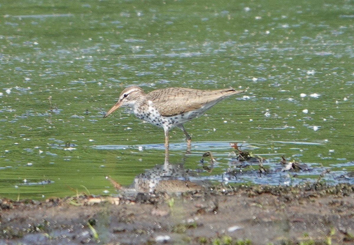 Spotted Sandpiper - ML451994461