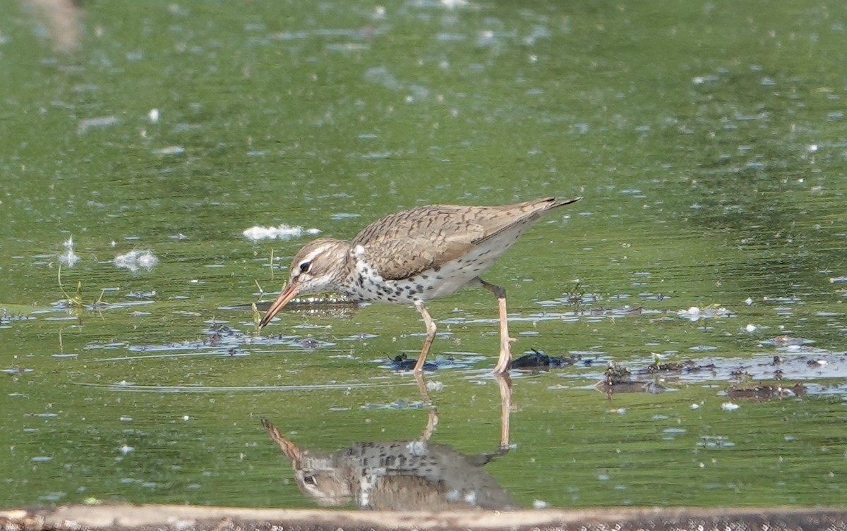 Spotted Sandpiper - ML451994471