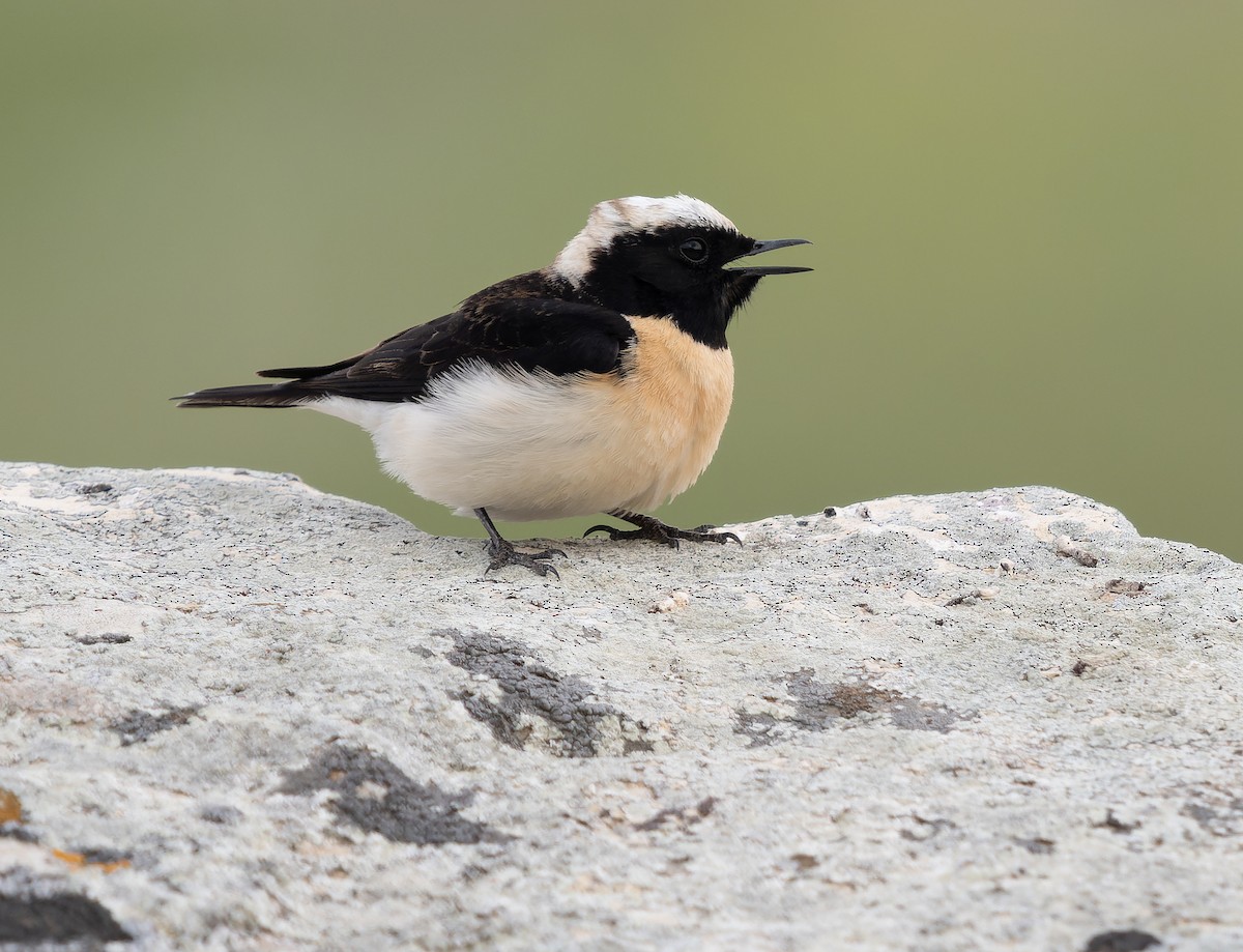 Pied Wheatear - ML451994881