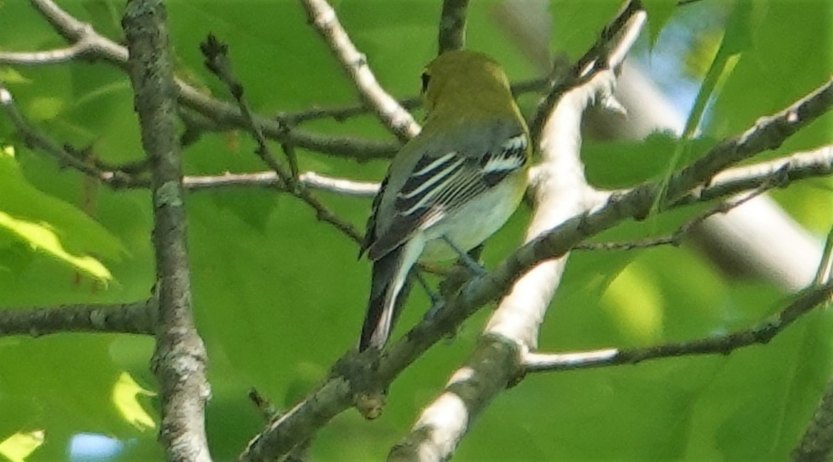 Yellow-throated Vireo - Paul  McPartland