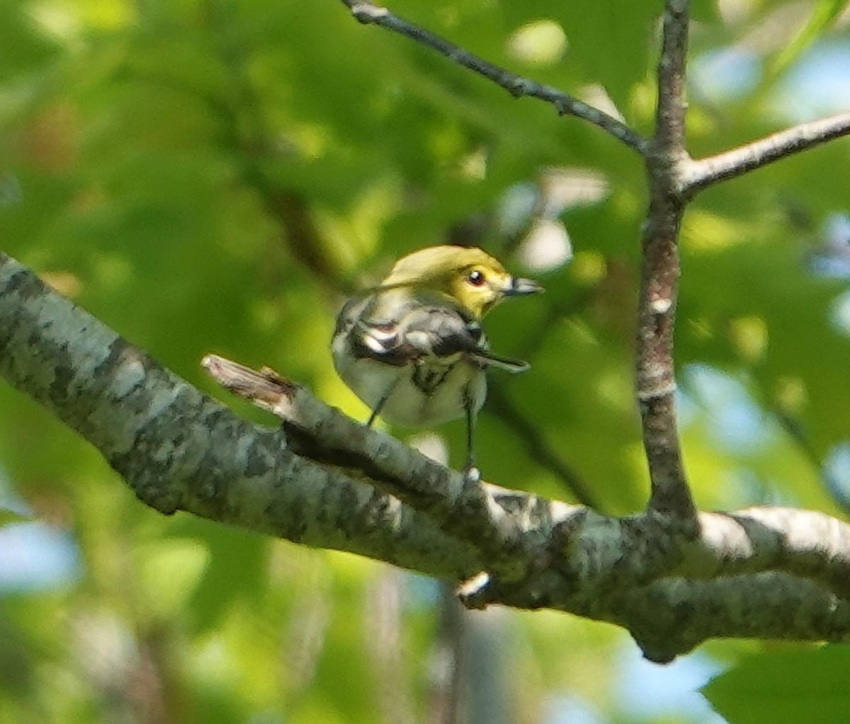 Yellow-throated Vireo - ML451995281