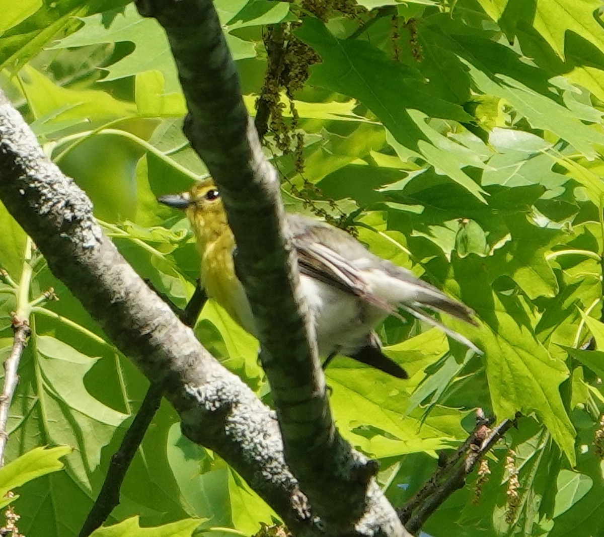 Yellow-throated Vireo - ML451995291