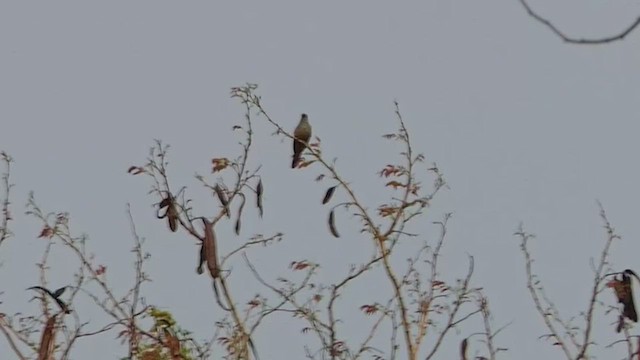 Plaintive Cuckoo - ML451996061