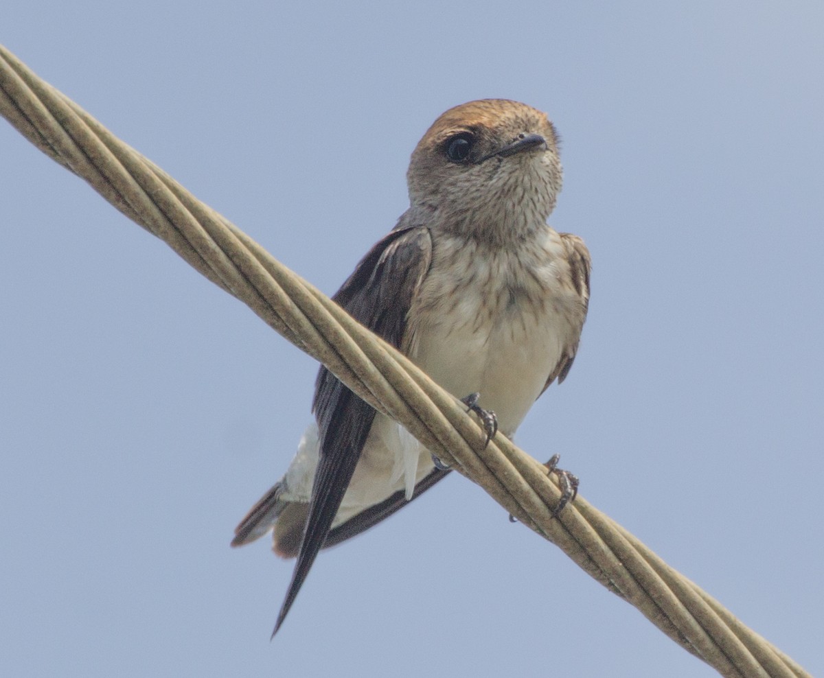 Streak-throated Swallow - ML45199651