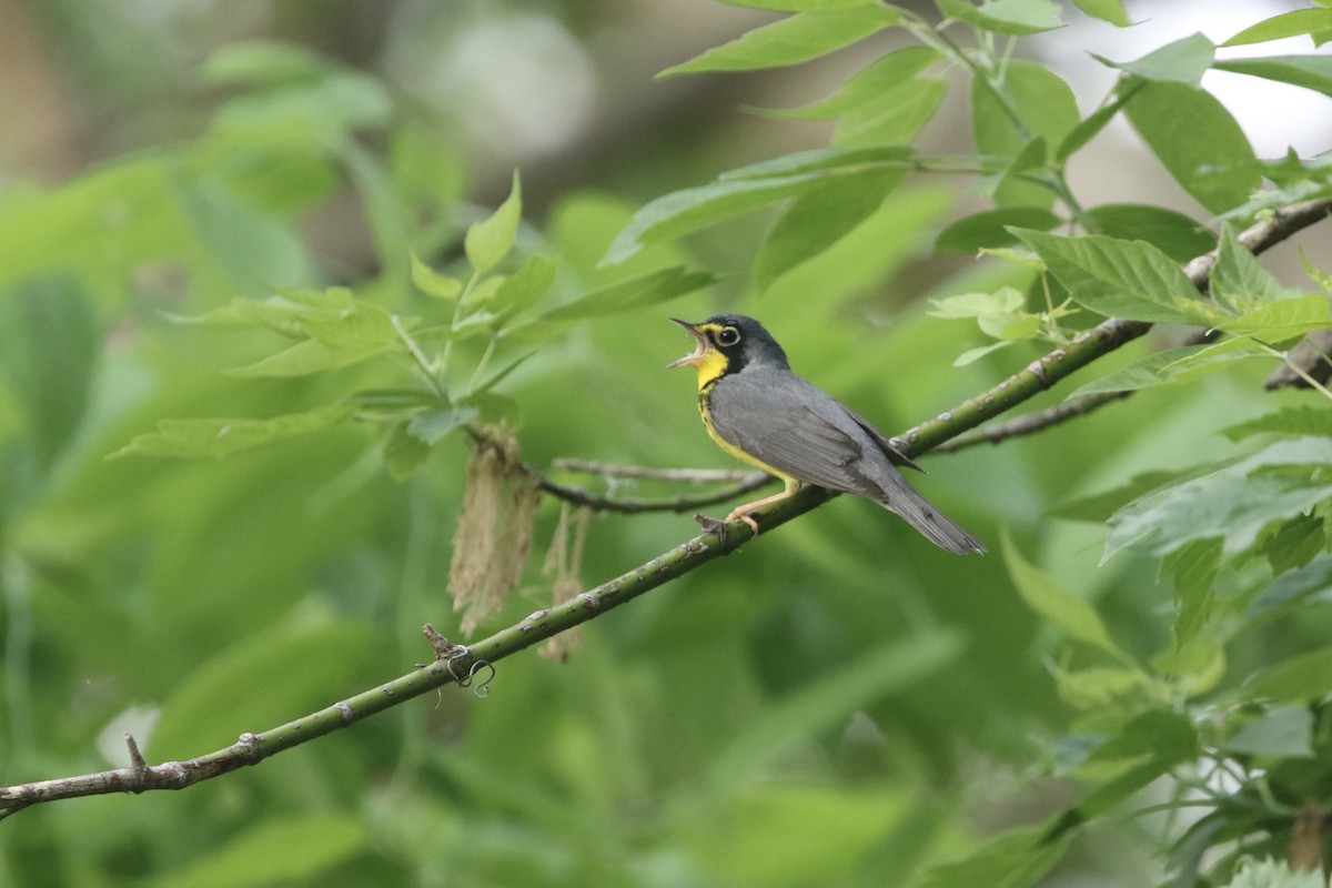 Canada Warbler - ML451997161