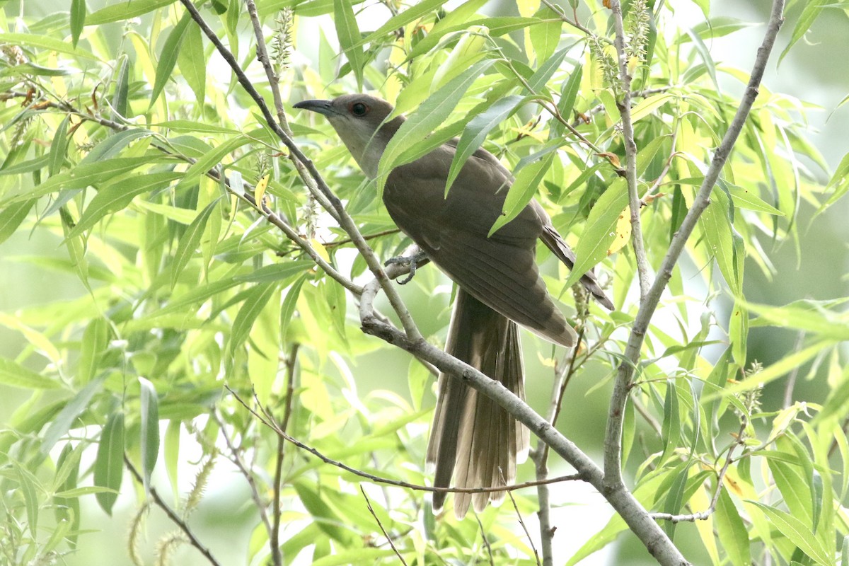 Black-billed Cuckoo - ML451997261