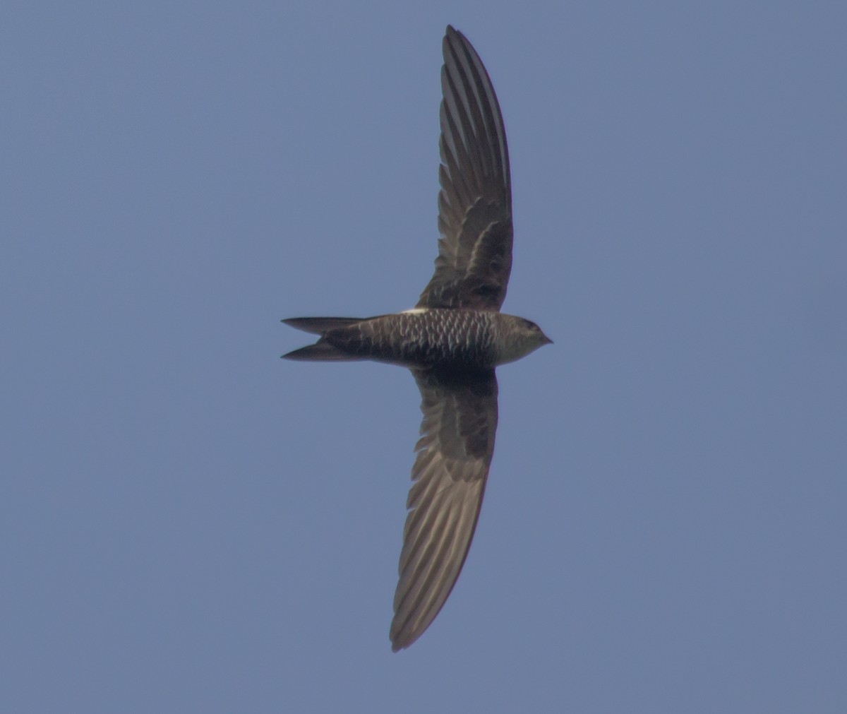 Blyth's Swift - hari kumar