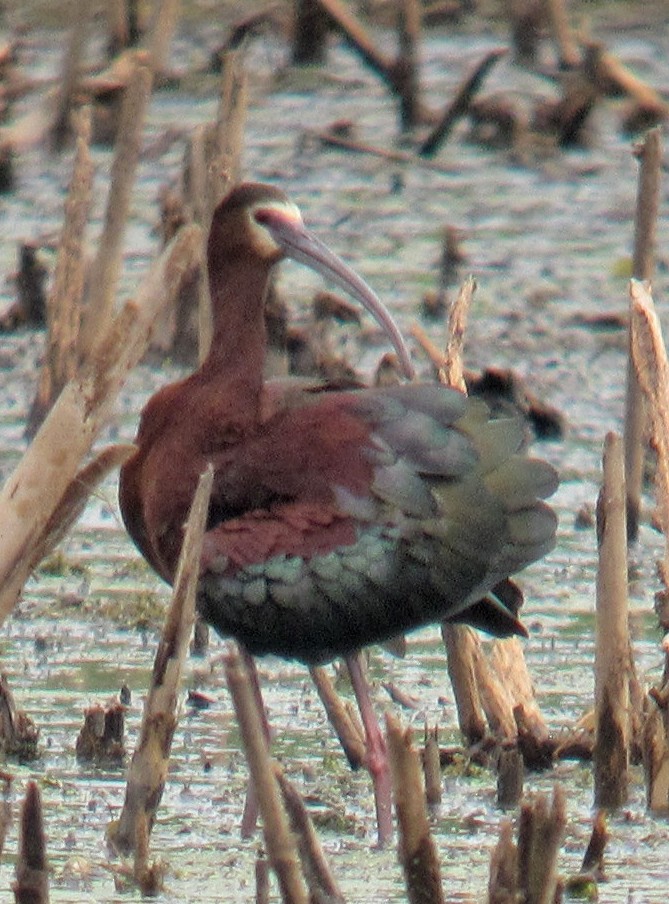 White-faced Ibis - Willie D'Anna