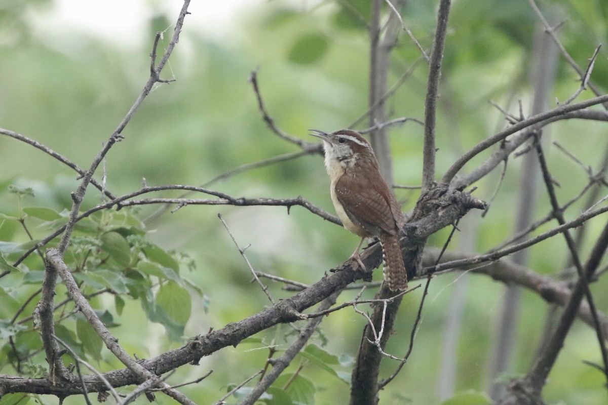 Carolina Wren - ML451997381