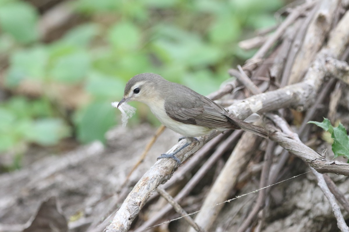 Eastern Warbling Vireo - ML451997631