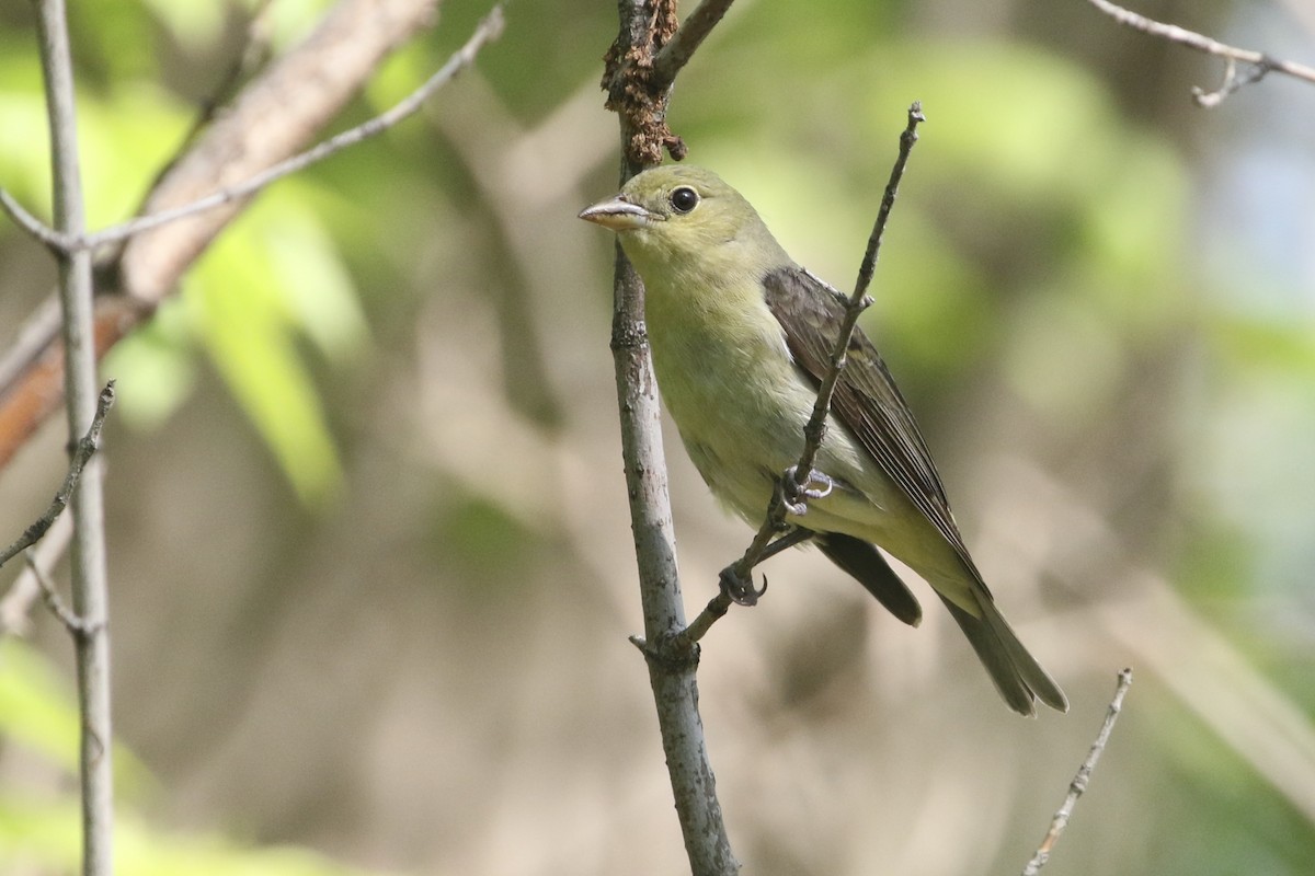 Scarlet Tanager - ML451998391