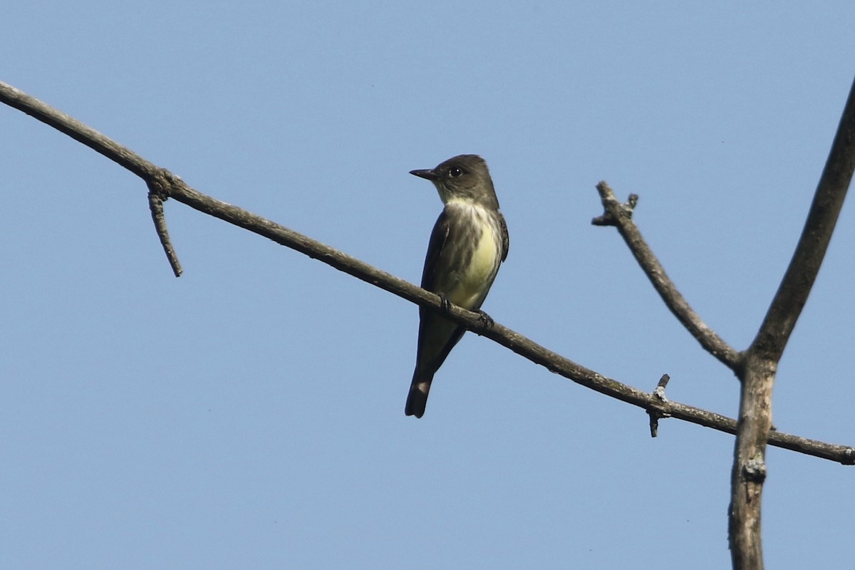 Olive-sided Flycatcher - ML451998521