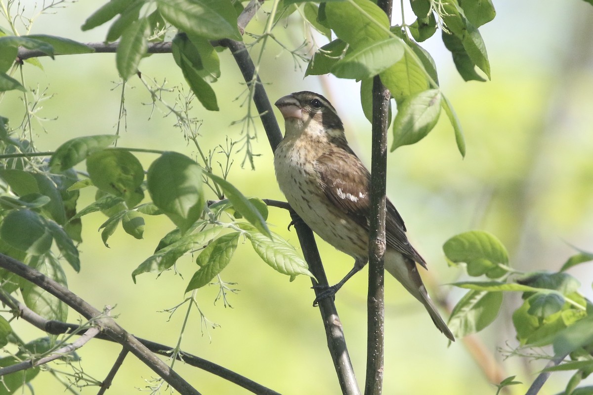 Rose-breasted Grosbeak - ML451998761