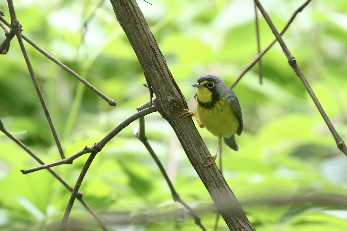 Canada Warbler - ML451998771