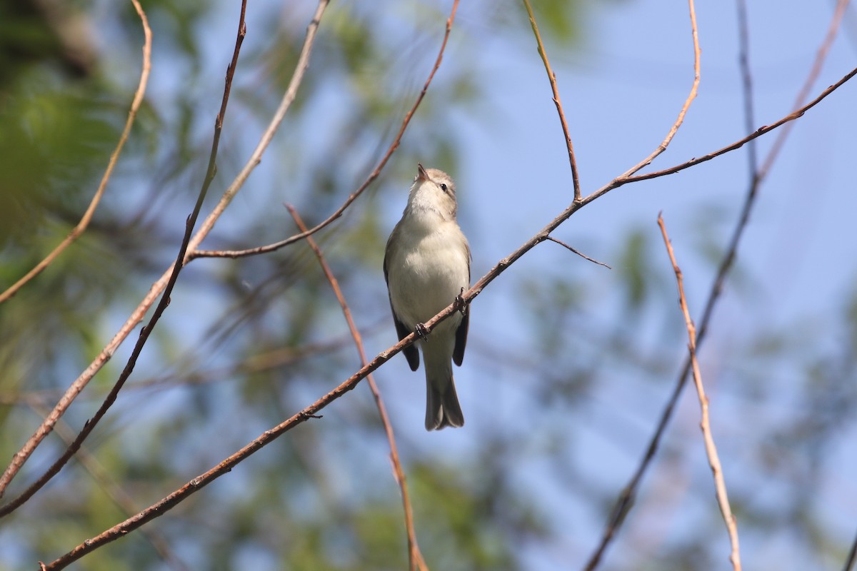 Eastern Warbling Vireo - ML451999221