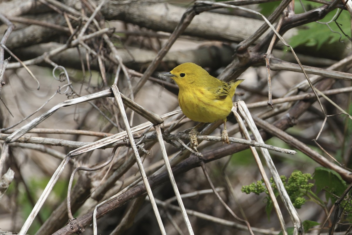Northern Yellow Warbler - ML451999441