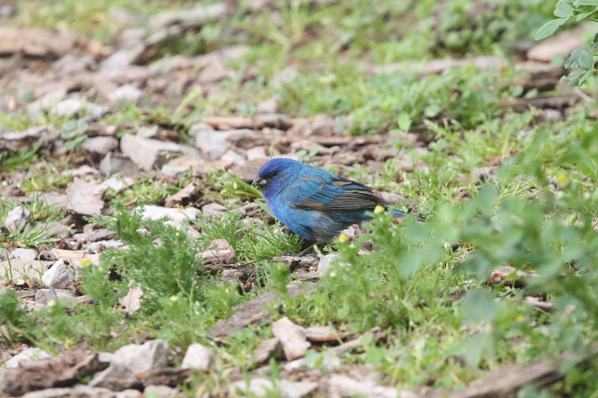 Indigo Bunting - ML451999691