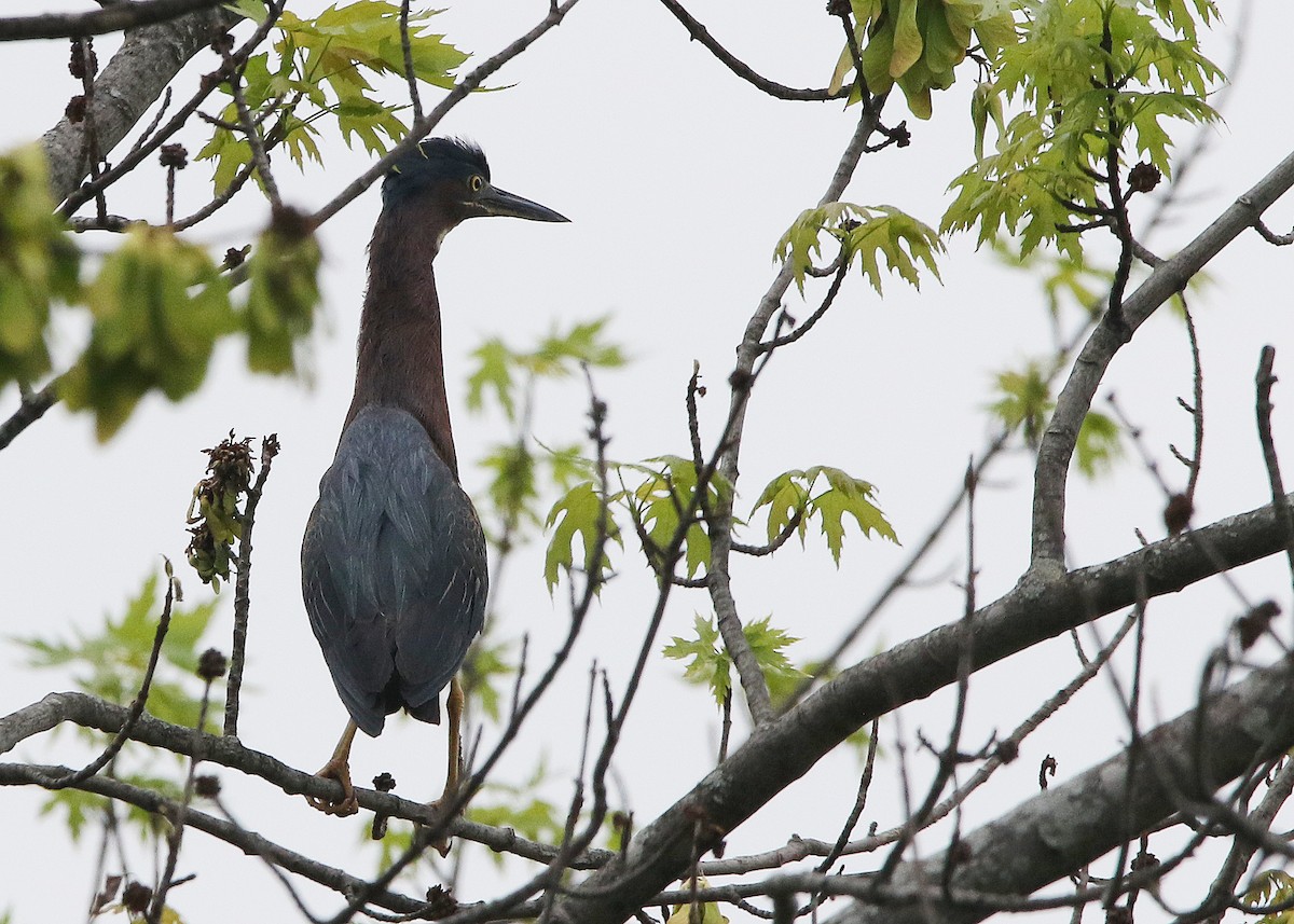 Green Heron - ML451999741