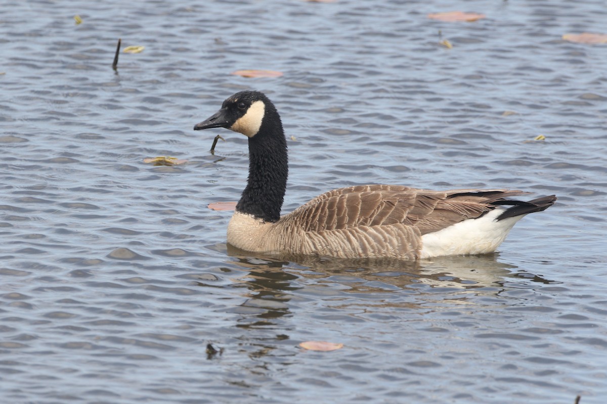 Canada Goose - ML452000061