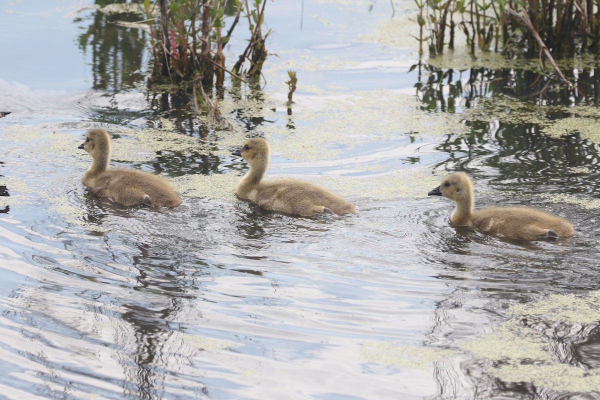 Canada Goose - ML452000661