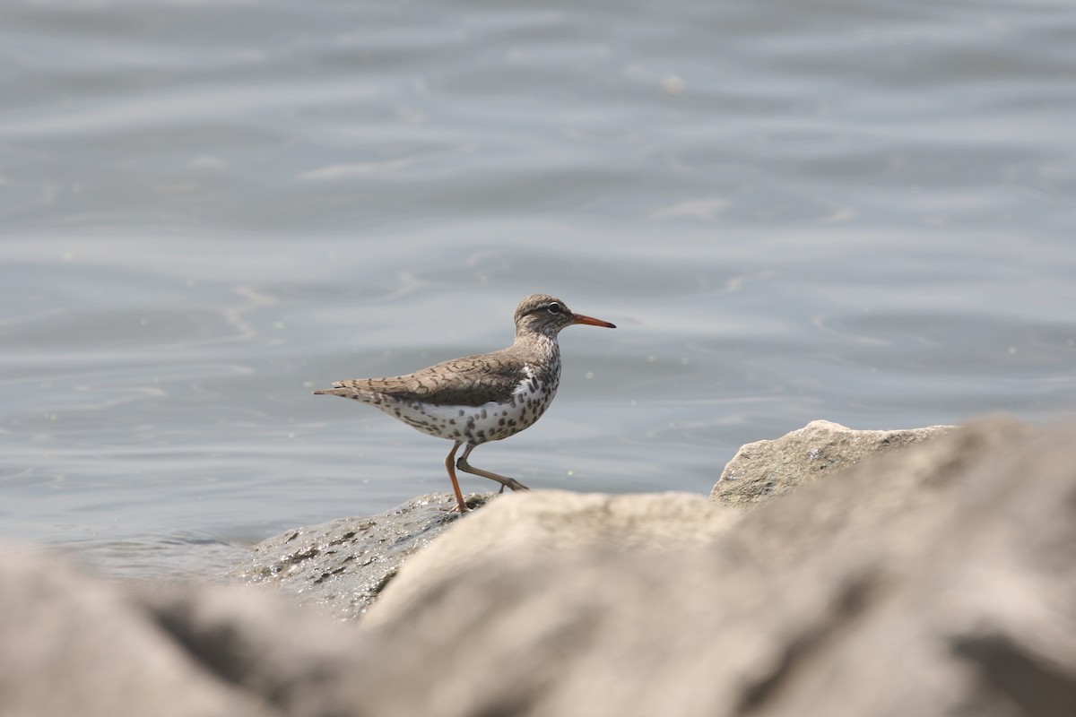 Spotted Sandpiper - ML452000671