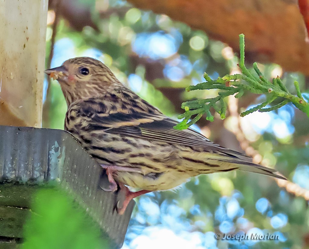 Pine Siskin - Joseph Morlan